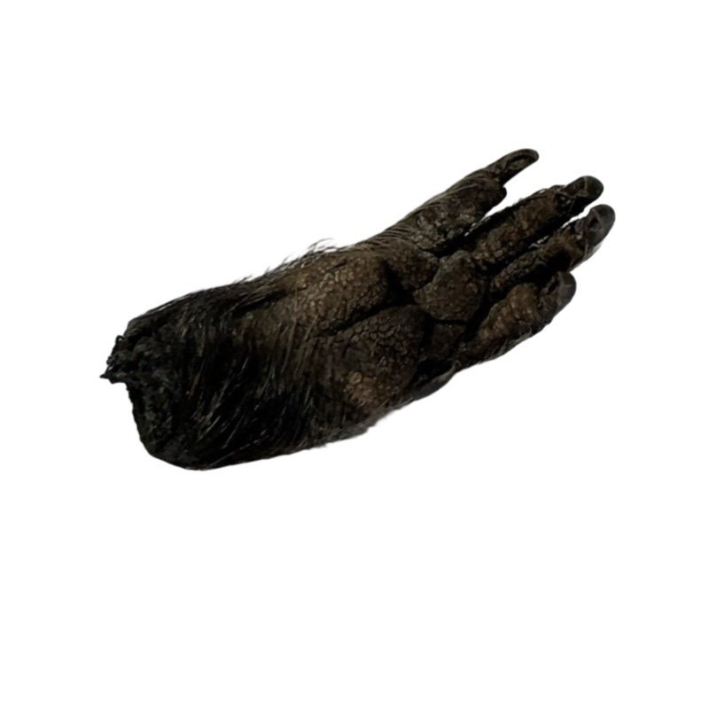 Fear Not Walk Over Evil Mystical Dragon Claw with Oil
